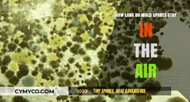 How Long Do Mold Spores Stay Airborne and Pose Risks?