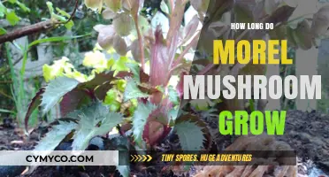 Understanding the Growth Cycle of Morel Mushrooms: Duration and Factors