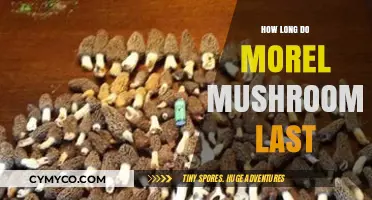 Morel Mushrooms Shelf Life: Freshness, Storage, and Preservation Tips