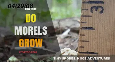 From Earth to Table: The Optimal Growth Period of Morels