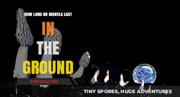 Unveiling the Mystery: Morel Mushrooms' Shelf Life in Nature