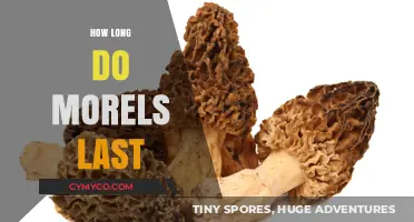 Morel Mushrooms Shelf Life: Storage Tips for Freshness and Flavor