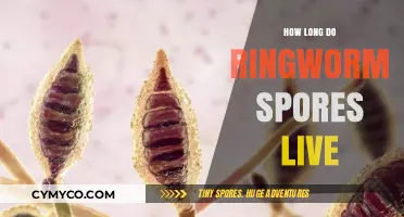 Unveiling the Lifespan of Ringworm Spores: A Comprehensive Guide