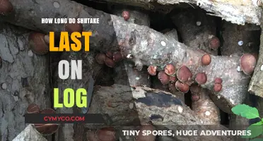 Maximizing Shelf Life: A Guide to Storing Shiitake Mushrooms on Logs