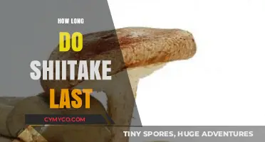 Savoring Shiitake: A Guide to Their Shelf Life and Storage Tips