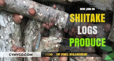 Sustainable Harvest: The Lifespan of Shiitake Mushroom Logs