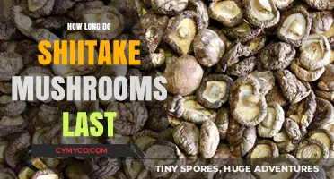 Shiitake Mushrooms Shelf Life: Storage Tips for Freshness and Longevity