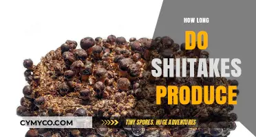 Shiitake Mushrooms: A Comprehensive Guide to Their Fruiting Season