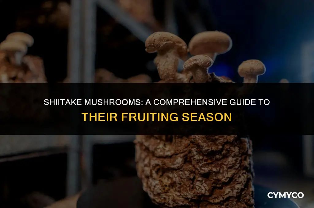 how long do shiitakes produce