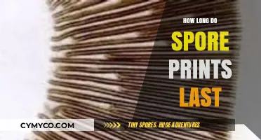 How Long Do Spore Prints Last: A Comprehensive Guide