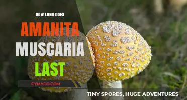 Exploring the Duration of Amanita Muscaria's Effects: A Comprehensive Guide