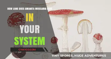 Exploring the Duration of Amanita Muscaria in the Human Body