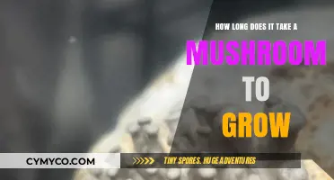 From Spore to Harvest: The Fascinating Journey of Mushroom Growth