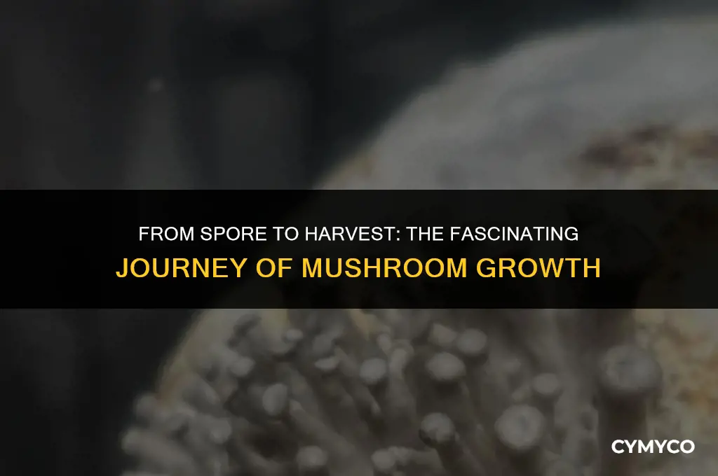 how long does it take a mushroom to grow