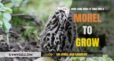 Morel Mushroom Growth Timeline: From Spores to Harvest