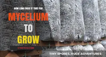 Mycelium Growth Timeline: Factors Affecting Development and Fruiting Body Formation