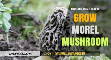 Growing Morel Mushrooms: Understanding the Timeframe for a Bountiful Harvest