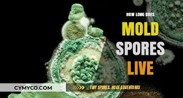Unveiling the Lifespan of Mold Spores: A Comprehensive Guide