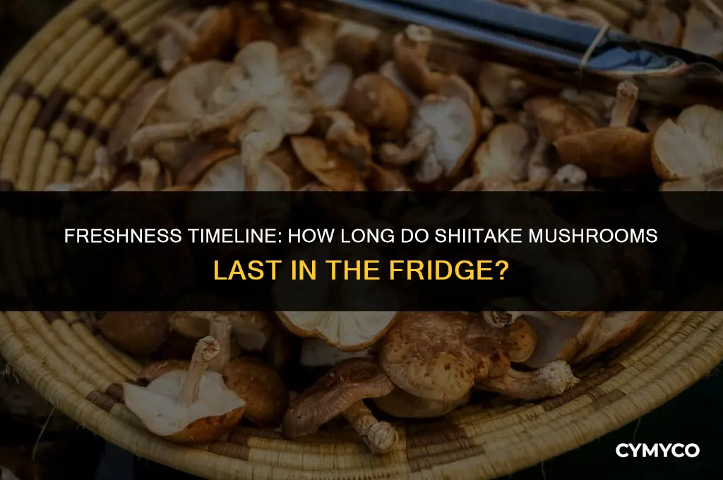 how long does shiitake last in fridge