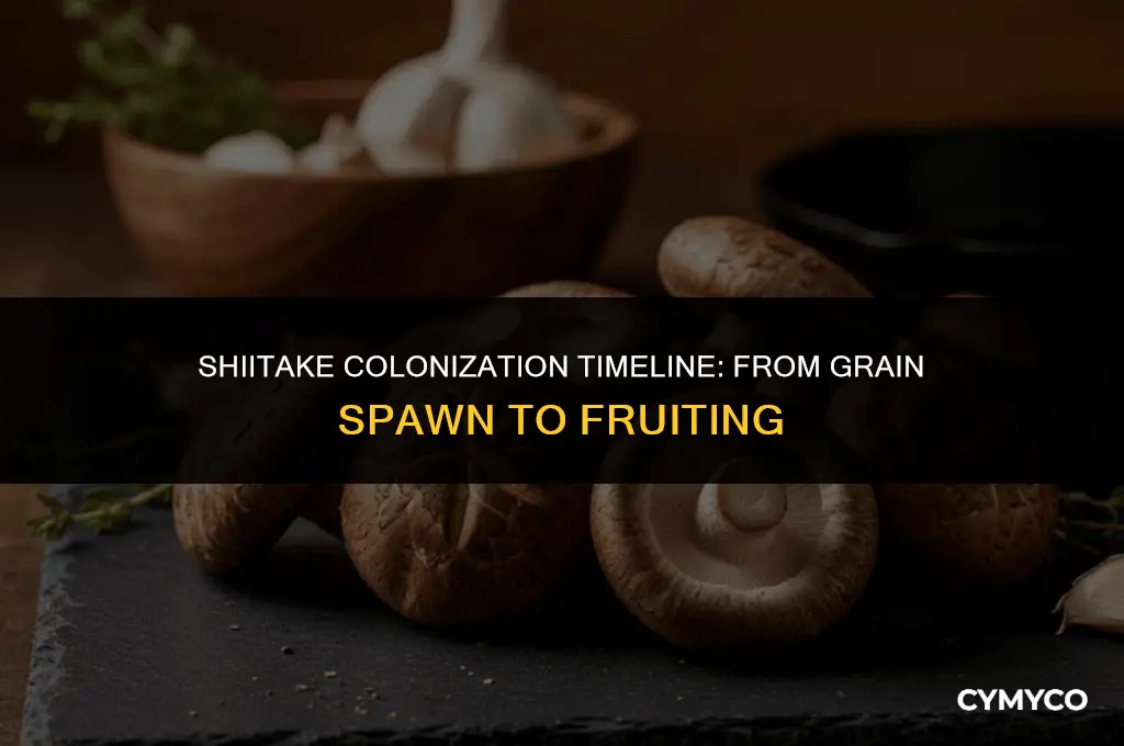 how long does shiitake take to colonize grain spawn