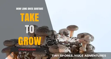 From Spore to Plate: The Shiitake Mushroom Growth Timeline