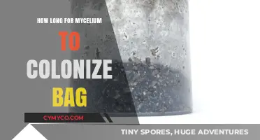 Mycelium Colonization Timeline: How Long to Fully Colonize a Grow Bag?