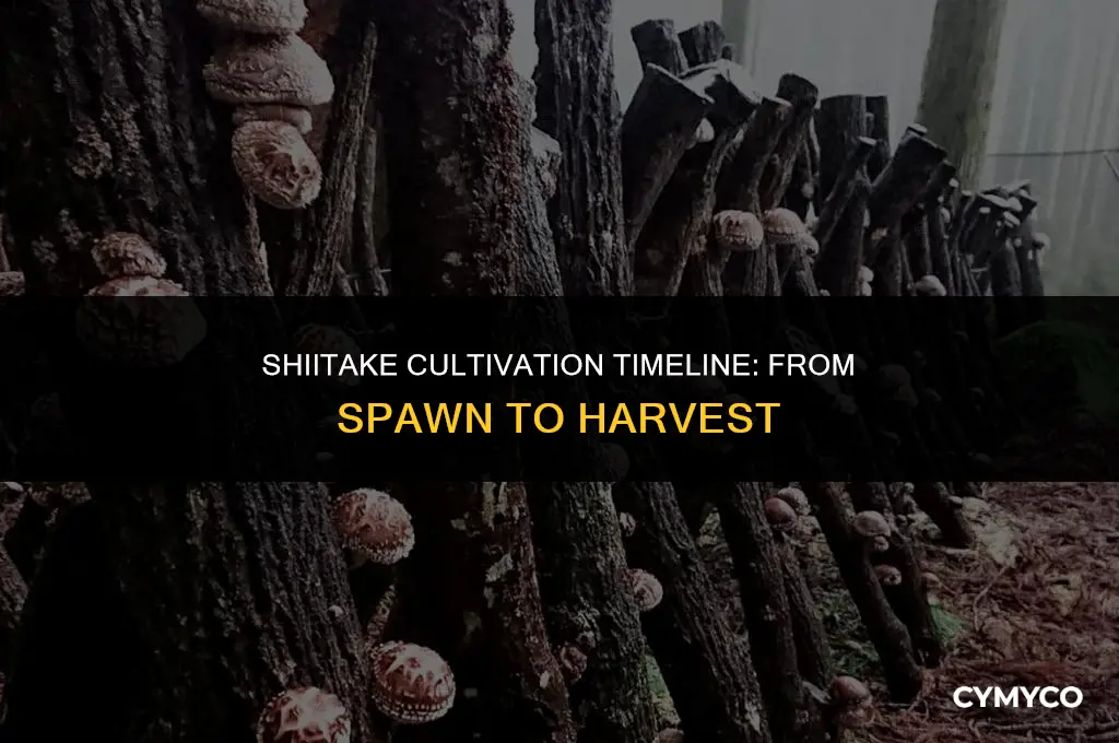 how long to complete a shiitake cultivation
