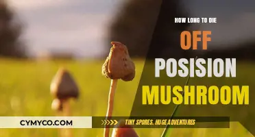 Understanding the Lethal Timeline of Posion Mushroom Intoxication
