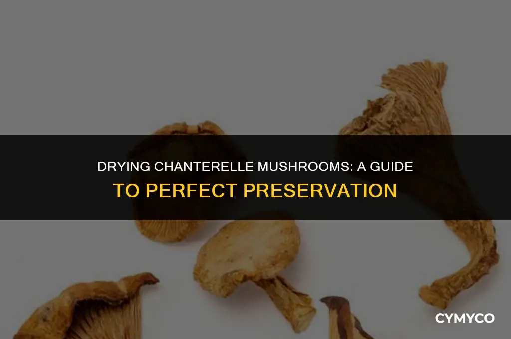 how long to dry chanterelle mushrooms