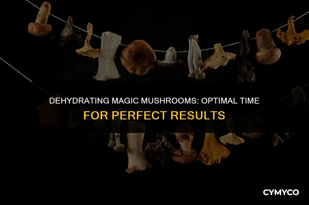 how long to dry magic mushrooms in dehydrator