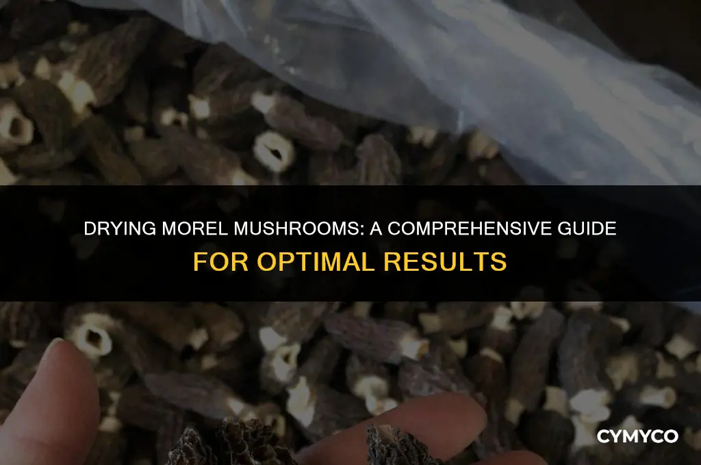 how long to dry morel mushrooms