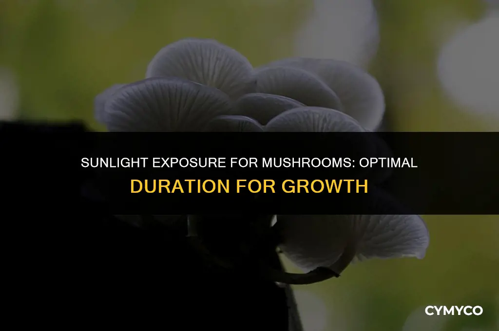 how long to expose mushrooms to sunlight