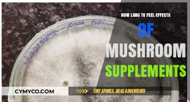Exploring the Timeline: When Do Mushroom Supplements Take Effect?