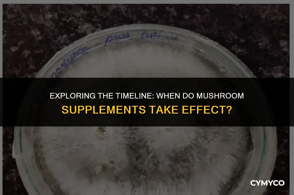 how long to feel effects of mushroom supplements