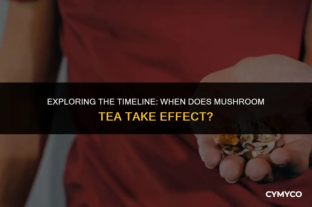 how long to feel effects of mushroom tea