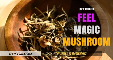 Exploring the Duration of Magic Mushroom Effects: A Comprehensive Guide