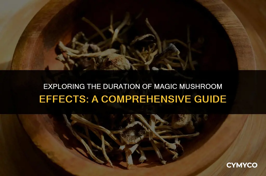 how long to feel magic mushrooms
