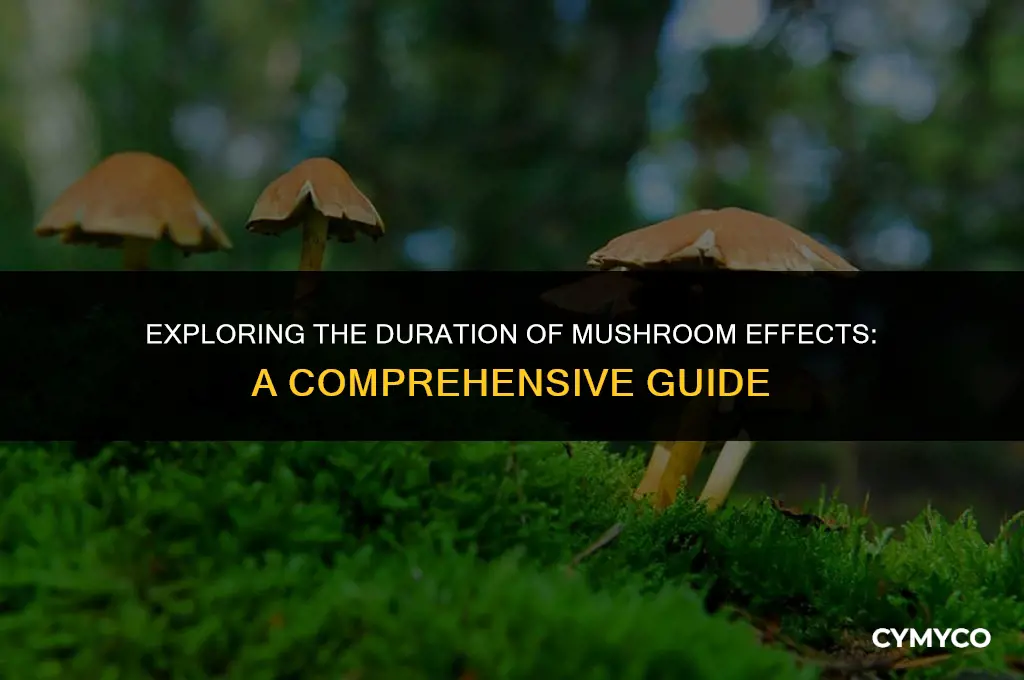 how long to feel mushrooms
