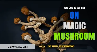 Exploring the Timeline: Magic Mushrooms' Psychedelic Effects Unveiled