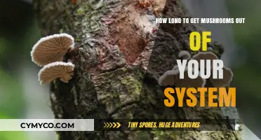 Clearing Your System: A Timeline for Mushroom Elimination
