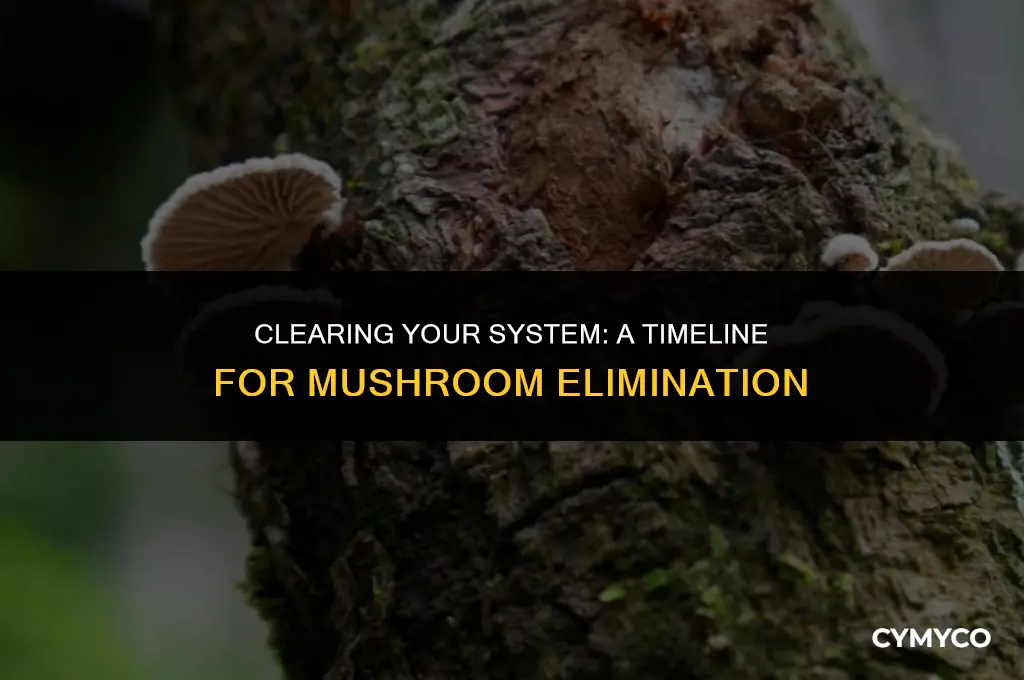how long to get mushrooms out of your system