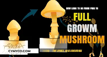 From Pins to Full Bloom: The Mushroom Growth Timeline Explained