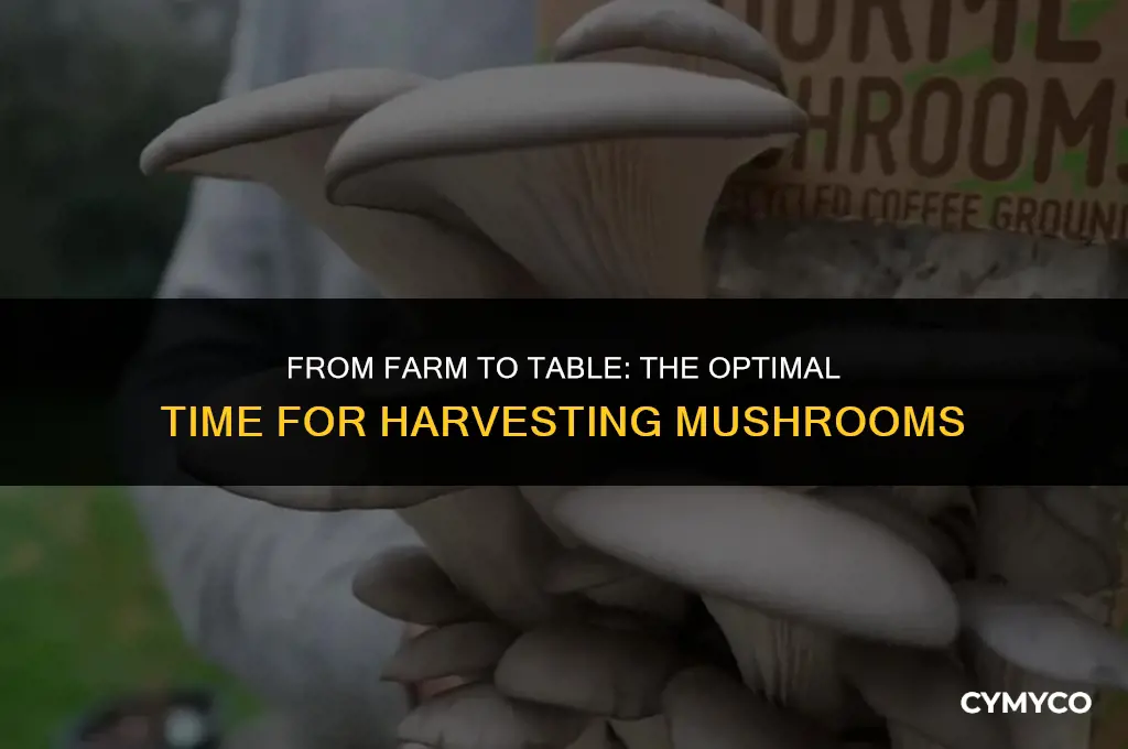 how long to gri mushrooms