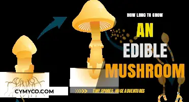 From Spores to Supper: The Journey of Growing Edible Mushrooms