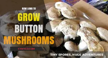 From Spawn to Harvest: The Journey of Button Mushrooms
