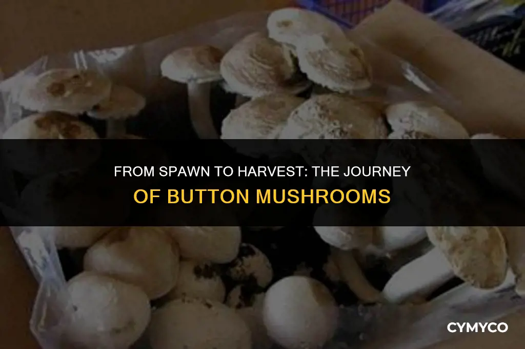 how long to grow button mushrooms