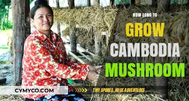 Cultivating Cambodia Mushrooms: A Comprehensive Growth Timeline Guide