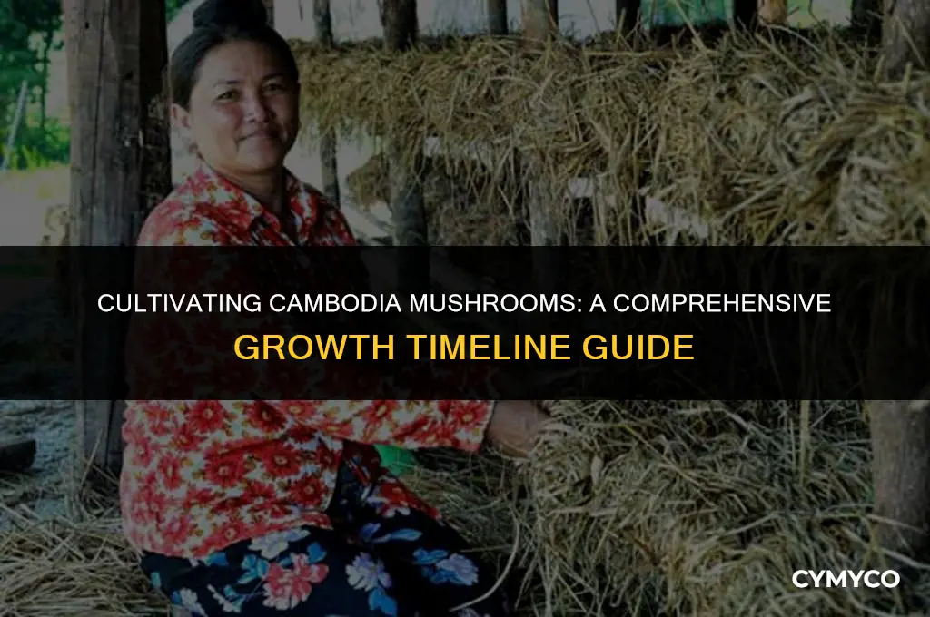 how long to grow cambodia mushrooms
