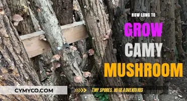 From Spores to Harvest: The Journey of Growing Camy Mushrooms