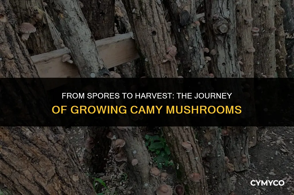 how long to grow camy mushrooms